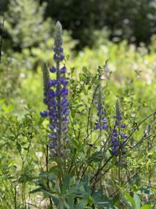 NNA Tanglewood Dr, Priest River, Idaho 83856, USA
