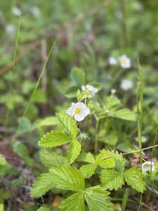 NNA Tanglewood Dr, Priest River, Idaho 83856, Estados Unidos