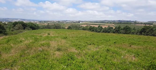 Bombarral, Leiria 2460-796., Portugal