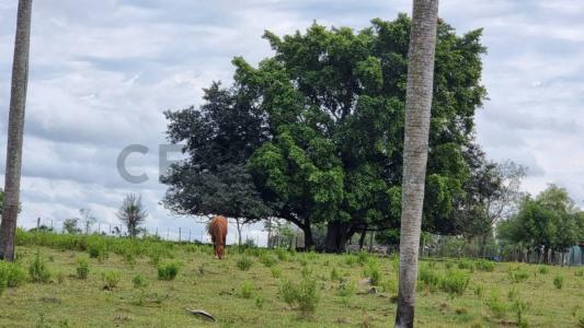 La Colmena, Paraguarí 00001, Paraguay