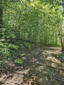 0.93 Acre Nina Rd, White Pine, 田納西州 37890, 美國