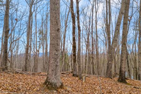 Douglas Fir Dr., Cleveland, Georgia 30528, Stati Uniti