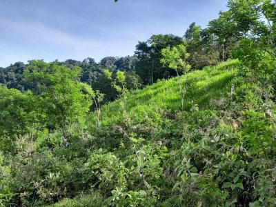 Parrita Parrita, Puntarenas 00001, קוסטה ריקה