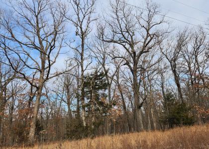 Prairie Hollow Road, Gravois Mills, Missouri 65037, USA