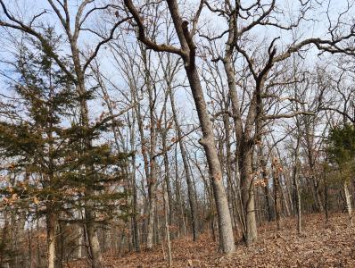 Prairie Hollow Road, Gravois Mills, 密苏里州 65037, 美国