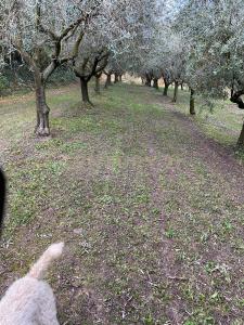 Loc. Postuman, Mezzane Di Sotto, Veneto 37030, Italia