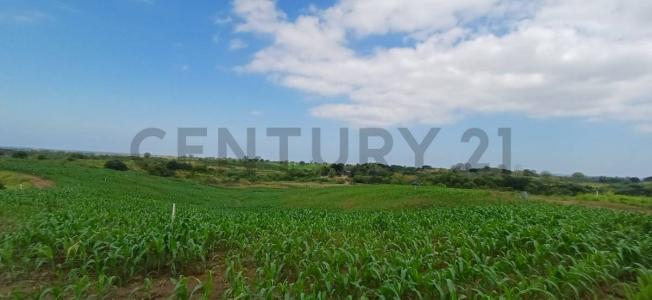 Sector Safando, Parroquia Chongon, Guayaquil, Guayas 00001, Ecuador