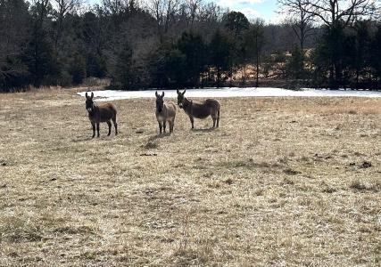1522 County Road 404, Alton, Missouri 65606, USA
