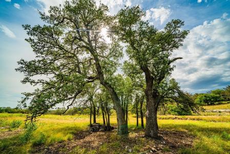 326 Blue Oak Tr , 33, Harper, Texas 78631, Estados Unidos
