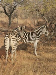 Bela Bela, Limpopo, 남아프리카