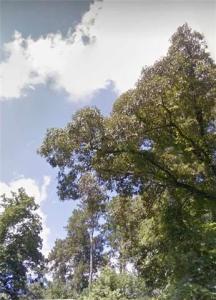 0 SPRING CREEK Drive, Pineville, Louisiana 71360, Estados Unidos