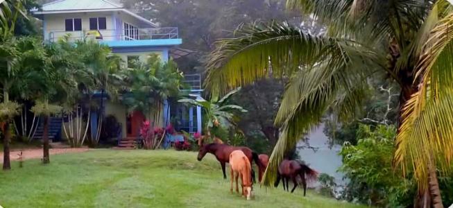  , Bullet Tree, Cayo 00001, Belize