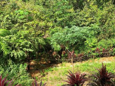 La cuesta del burro , Puerto Cortés Osa, Puntarenas 00001, Costa Rica