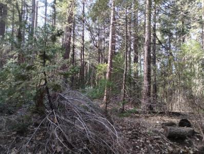 16312 Jones Ridge Road, Grass Valley, 加利福尼亚州 95945, 美国