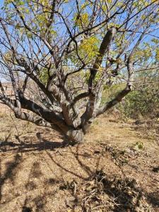 8QWR+XJ6 Ixtlahuacán de los Membrillos, Jalisco s/n,, Ixtlahuacan De Los Membrillos, Jalisco 45850, Meksika