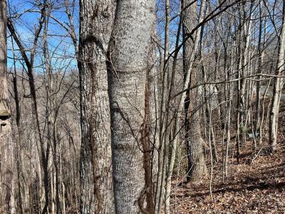 Lot 15 Bear Trail,Phase 2, Hiawassee, 喬治亞州 30546, 美國