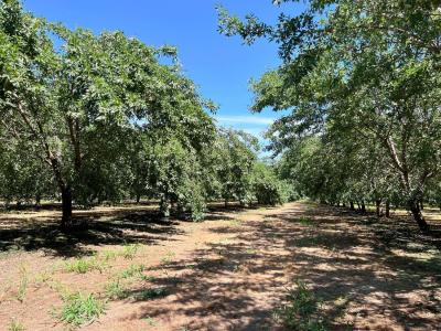 14359 Sunset Drive, Livingston, California 95334