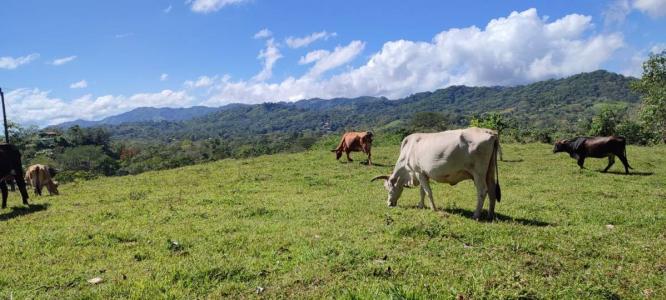 Bijagual Carara Turrubáres, San José 11605, 哥斯達尼加