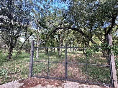 Espinillo, surubi'i , Mariano Roque Alonso, Central 00001, Paraguay