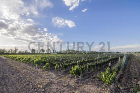 RUTA 15 KM 34 , Luján De Cuyo, Mendoza 5509, Argentina