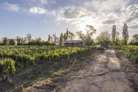 RUTA 15 KM 34 , Luján De Cuyo, Mendoza 5509, Argentina