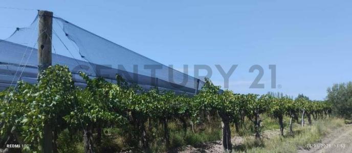 General San Martín, Mendoza 5570, Argentina