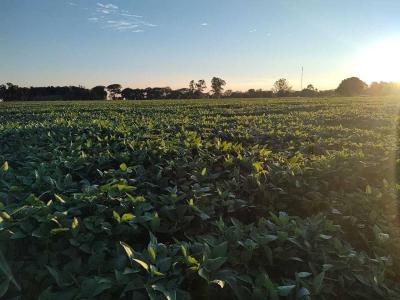 Díaz, Santa Fe 00001, Argentine