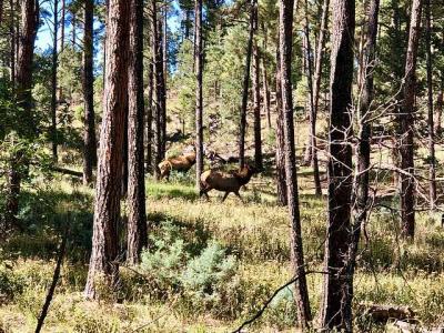 - NM 48, Alto, New Mexico 88312