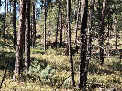 - NM 48, Alto, New Mexico 88312
