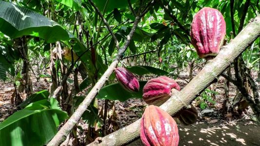 San Juan De Mata Turrubáres, San José 11605, Costa Rica