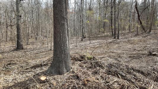8 Acres Hass Road, Jasper, Tennessee 37347, USA