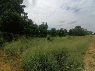 Osterwick , Loma Plata, Boquerón 00001, 파라과이