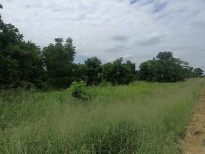 Osterwick , Loma Plata, Boquerón 00001, Le Paraguay
