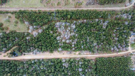 12+ Acres County Line Road, Shepherd, Texas 77371