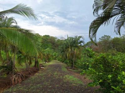 Jacó Jacó Garabito, Puntarenas 00001, 哥斯達尼加