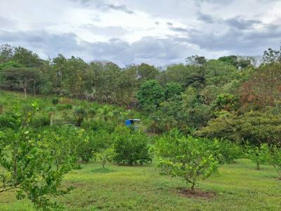 Jacó Jacó Garabito, Puntarenas 00001, 哥斯達尼加
