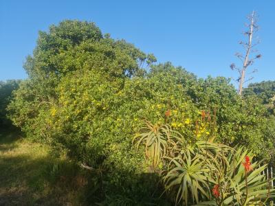 Knysna, Western Cape, Südafrika