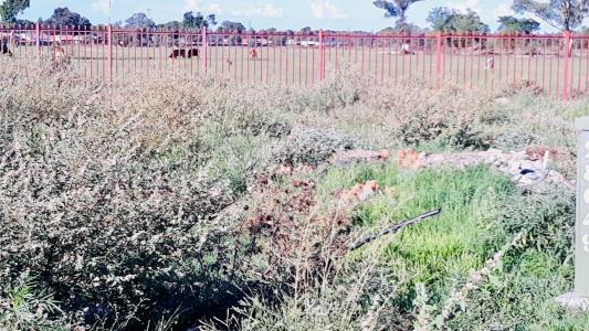 Bloemfontein, Free State, Nam Mỹ