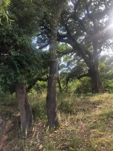 Figueiró Dos Vinhos, לייריה 3260-023, פורטוגל 