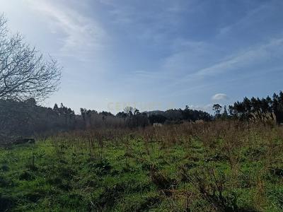 Oliveira Do Bairro, Aveiro 3770-033, Portugal