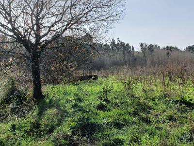 Oliveira Do Bairro, آويرو 3770-033, البرتغال
