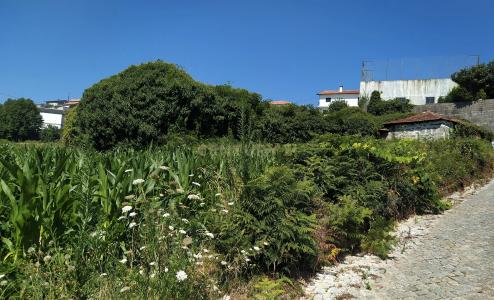Amarante, Porto 4615-203, Portugal