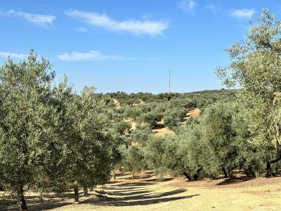 Málaga, Andalucía 29313, Spain