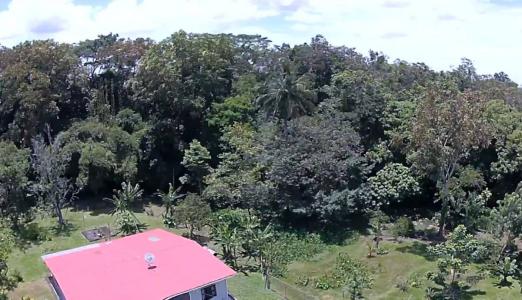 Guácimo Guácimo, Limón 70601, Costa Rica