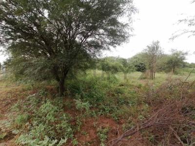 Bergfeld , Loma Plata, Boquerón 00001, Paragwaj