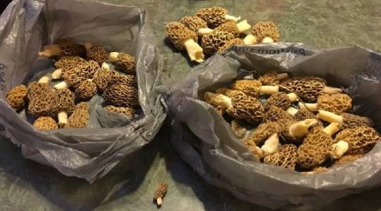 XXX Black Oak Trail, Kirksville, Missouri 63501, HOA KỲ