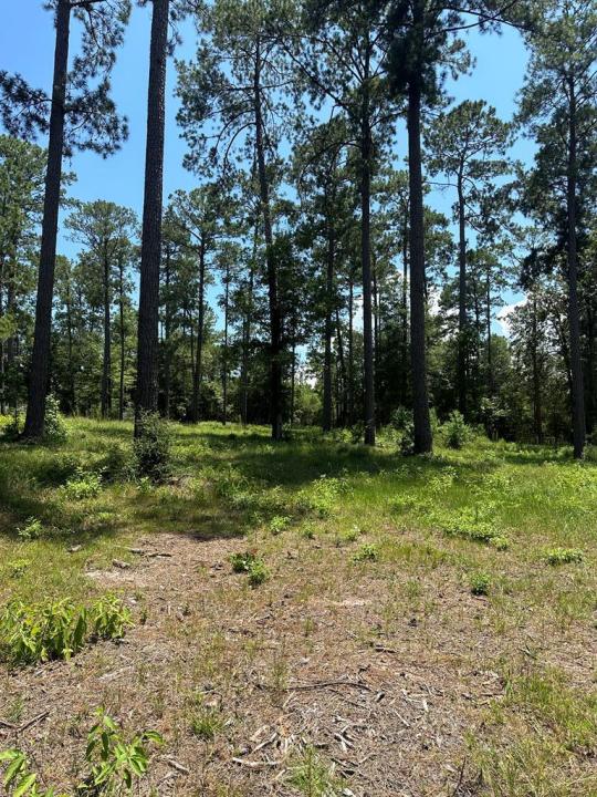 Lot 2 Pr 6028, Brookeland, تكساس 75931, الولايات المتحدة