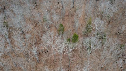 99.5 ACRES COUNTY ROAD 40, Cross Timbers, Missouri 65634, USA