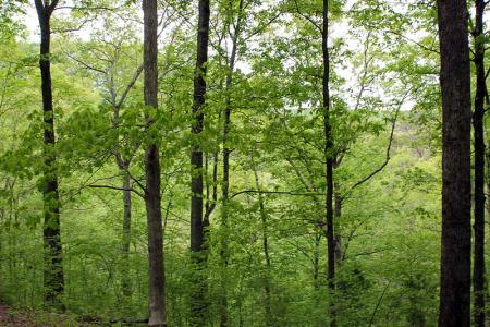 Lot 14 The Village at Laurelwood, Nancy, كنتاكي 42544, الولايات المتحدة