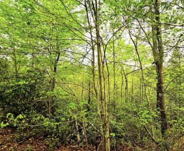 Lot 59 Bear Cliff Way, Lake Lure, ノースカロライナ 28746, アメリカ合衆国